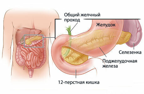 Gallkanalen och magen