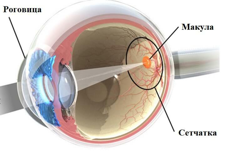 Anatomie des Auges,