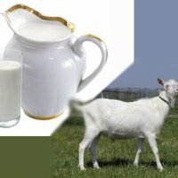 Le lait de chèvre est-il bon ou mauvais?