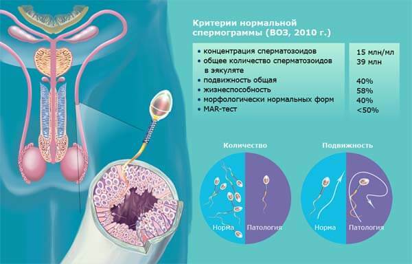 Spermogram: preparation, interpretation, indicators and deviations