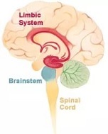 Sistema limbic