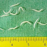 Analysis of scrapings on the presence of pinworm eggs