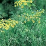 The healing properties of dill