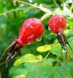 Rosehip frukter en effektiv medicinsk växt