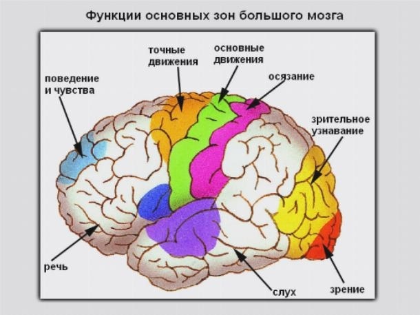 Divisioni del cervello