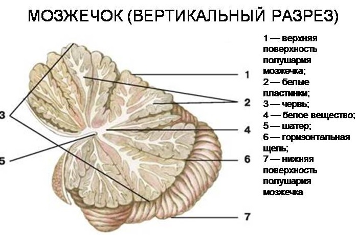 Aivojen pikkuaivot ja rakenteet ihmisillä