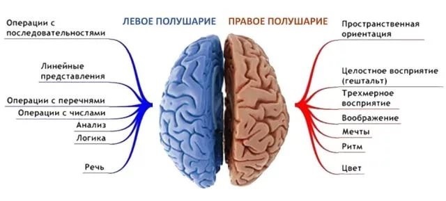 Levá hemisféra mozek odpovídá