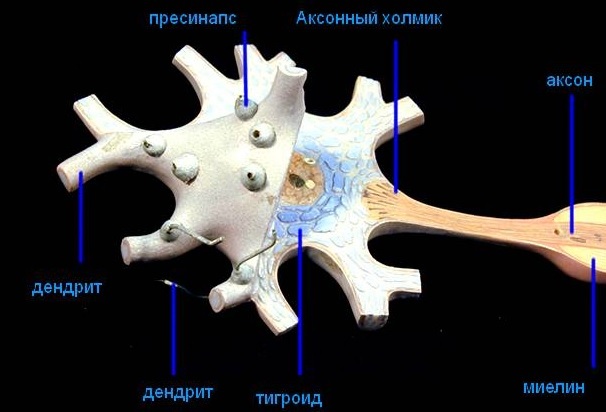 Neurono struktūra: akonai ir dendritai