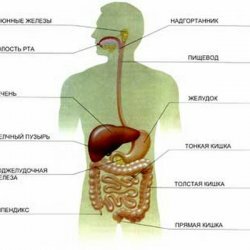 Magen og bukspyttkjertelen i fordøyelsen
