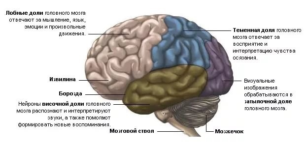 Kaj je odgovoren za frontalne možgane v možganih