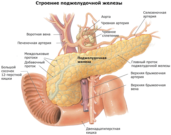 Struktura narządu