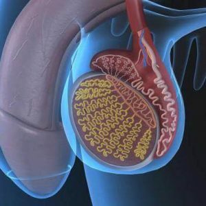 Trauma av testikelcancer organ: orsaker, symptom, behandling och första hjälpen