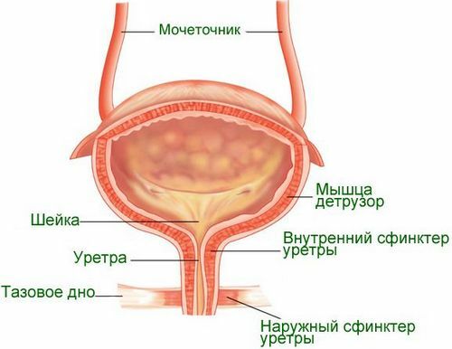 Struktur af blæren hos mænd