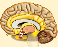 Cerebrala cortex områden