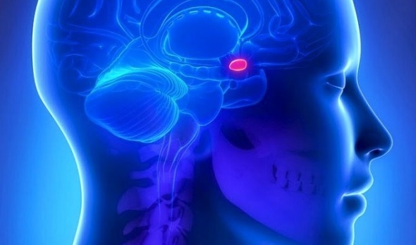 Segni e trattamento dell'adenoma del cervello