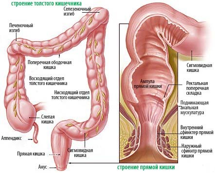 La estructura del intestino
