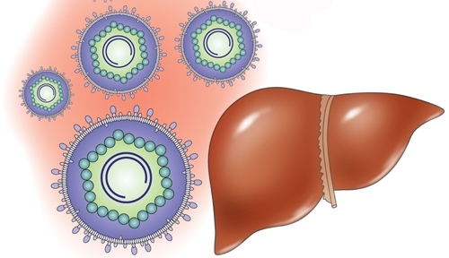 Wegen des Einflusses auf die Leber von Chemikalien entwickelt sich toxische Hepatitis