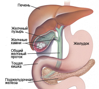 Az emésztőrendszer anatómiája