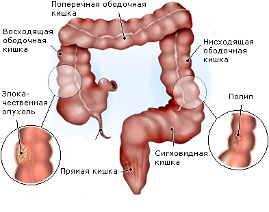 De structuur van de darm