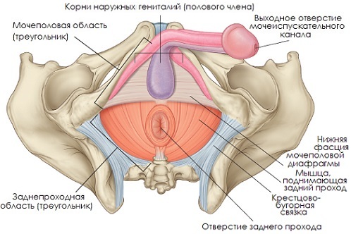 perineální svaly