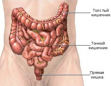 Divisions of the intestine