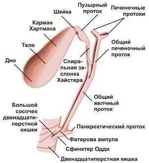 Anatomie der Gallengänge