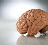 Hvilke produkter er nyttige til hjernen?