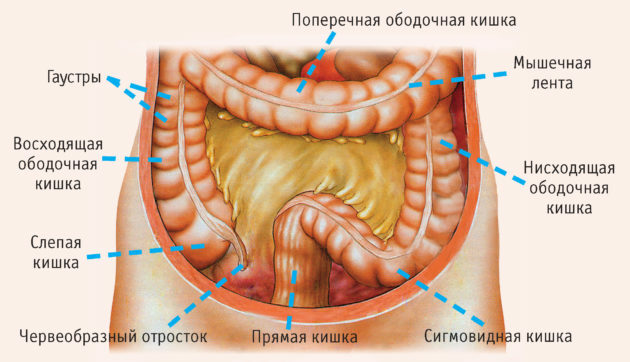 intestinos