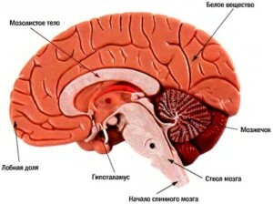 Struktura lidského mozku: oddělení a funkce