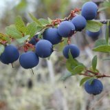 Medicinsk växt av blåbär