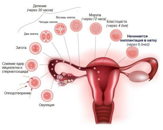 tecken på embryoimplantation efter IVF