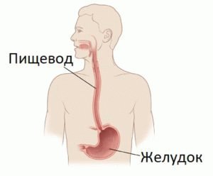 Human esophagus