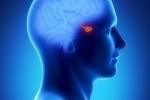 ¿Para qué es responsable la glándula pituitaria?