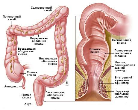 Hoe kunnen echografie van de rectum?