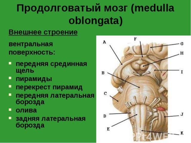 A medula oblongata está localizada