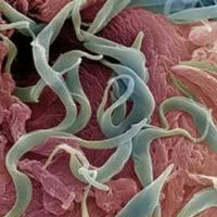 Kampen mod parasitter i menneskekroppen