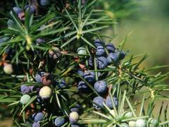 Juniper, Nutzen und Schaden, verwenden Sie die Beeren für medizinische Zwecke