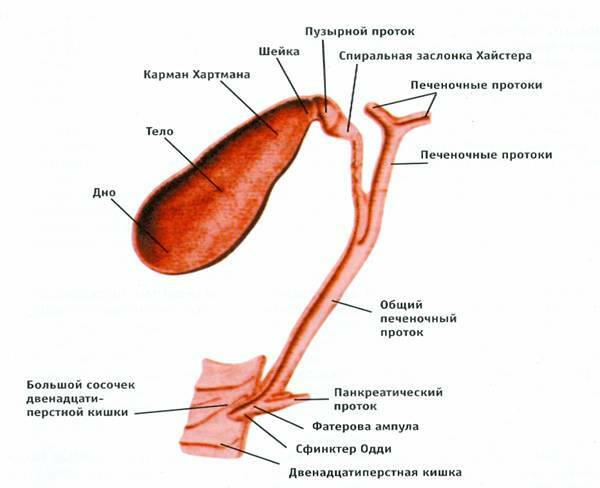 Anatomie du tractus biliaire