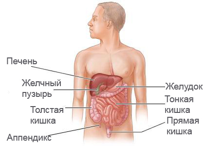 Organy brzucha