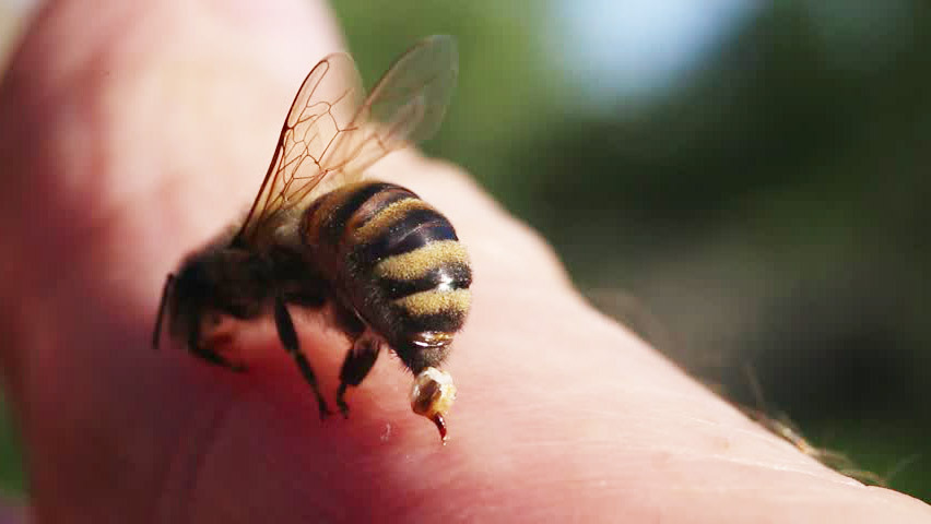 Bienengift