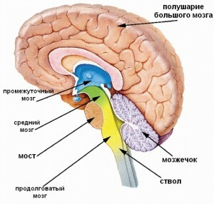 Aivojen rakenne: osaston nimet