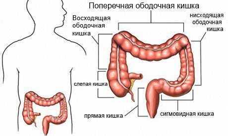 Sigmoid colon elhelyezkedése