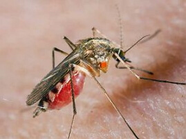 Alergia ku komárom