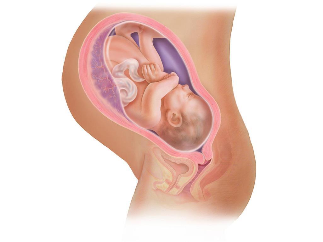 Magenbeschwerden während der Schwangerschaft sind auf eine vergrößerte Gebärmutter zurückzuführen und gelten ohne andere Symptome nicht als Grund zur Besorgnis.