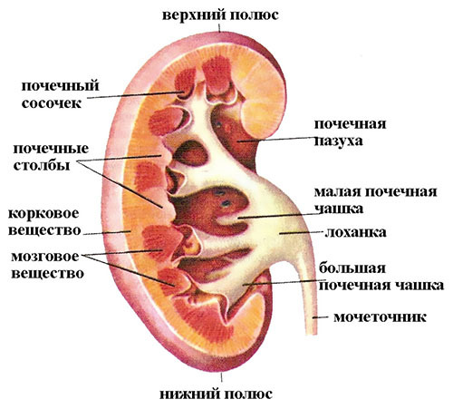 Njur: Plats, struktur och funktioner hos det parade organet