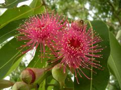 Eucalyptus ätherisches Öl und seine Verwendung in der Heimat der Kosmetik und Medizin