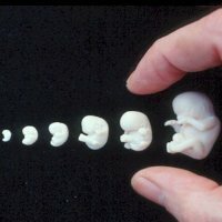 Embryonisk utveckling av människan