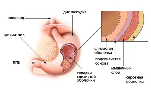 Divisiones del sistema digestivo