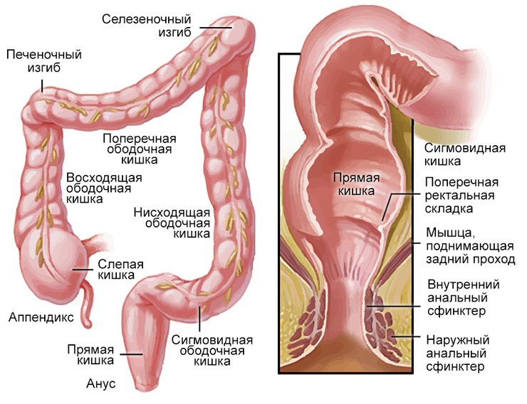 Divisiones del intestino