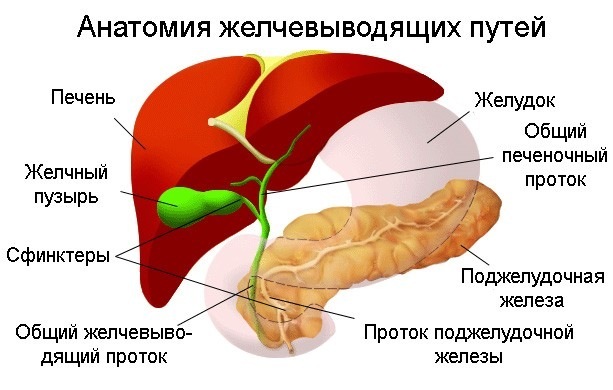 Anatomía del conducto biliar